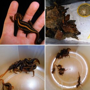 Tylototriton shanjing