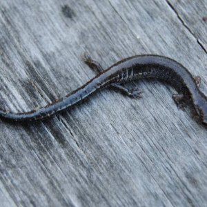 local salamanders