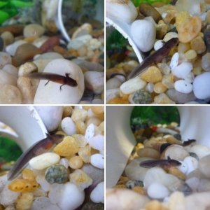Our Chinese Fire Belly Newts