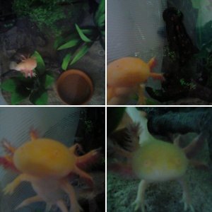 my new little one speckels