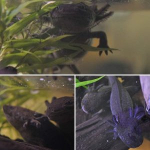 Axies