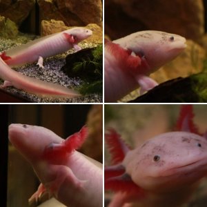 Axies life