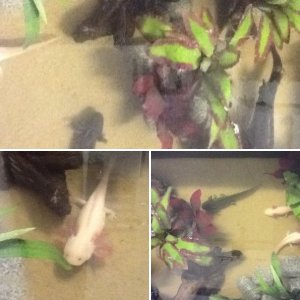 Pond setup and axolotls