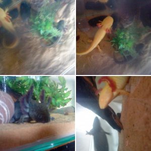 arniestasia and alicecooper (names customised when sexed)