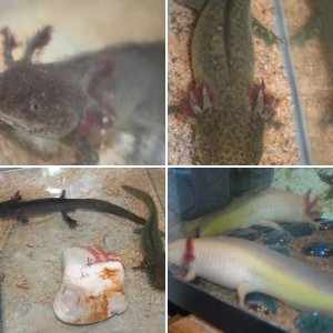 My Axies