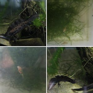 European Newts