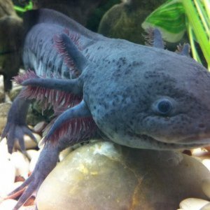 Shadow my axolotl
