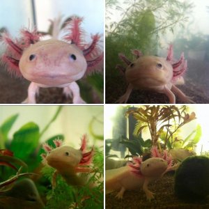 My axolotl: Trofast