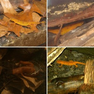 Rango the Red Eft