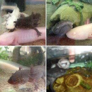 Axolotls