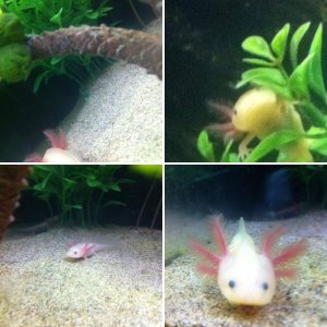 My Axies!