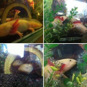 Our Families Axolotls