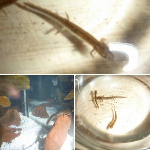 2 Lined Larvae