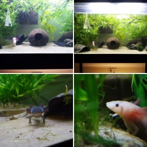 Axies