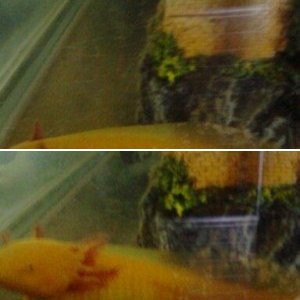 Axle and the sun raise on his tank Jan 18th 2012
