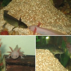 Axies