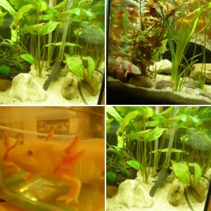 Axolotl-Aksolotl PL