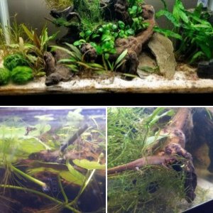 Newts