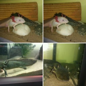 My First Axies <3