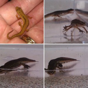 Wild Newts