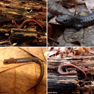 Herping 2012