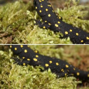 Neurergus strauchii barani