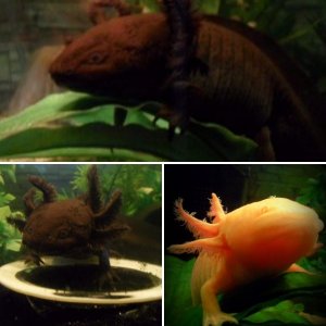 The axies.