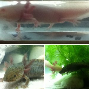 My Axolotls =)