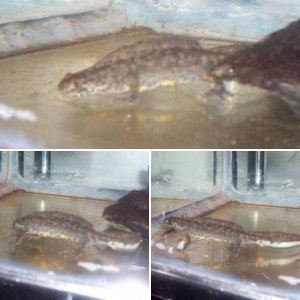 Triturus cristatus