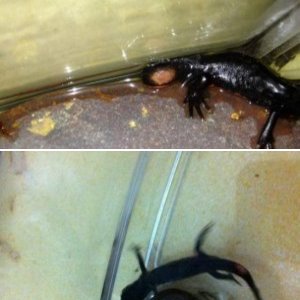 sick newt