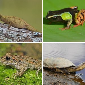 Misc Reptiles and Amphibians