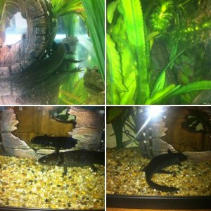 My Axies By phoebe31011992