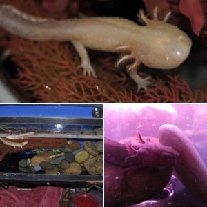 Axolotls!