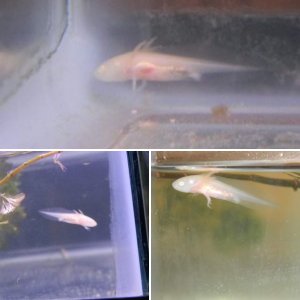 My young Axol