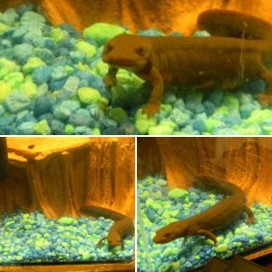 My female paddletail