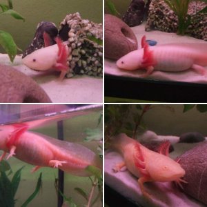My Axolotls