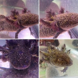 Axolotls