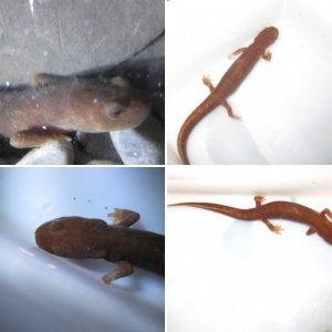 Pachytriton sp.(Maybe:granulosus,inexpectatus)