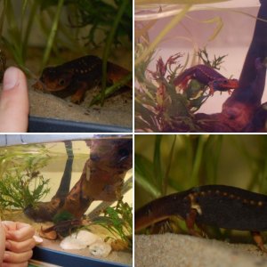 tylo aquarium