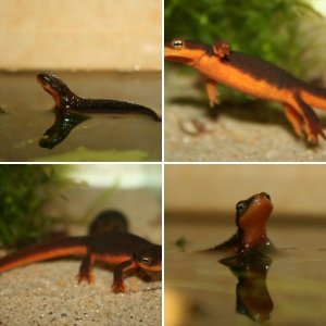 Taricha granulosa juvenile