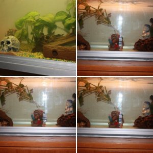 Axel, Dante and Buffy