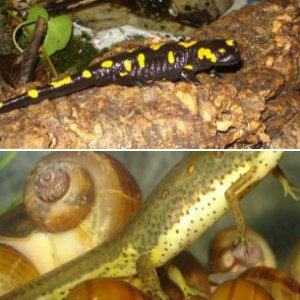 salamander pictures