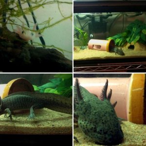 My Axies