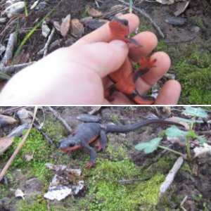 Herping