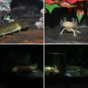 My new Axolotls