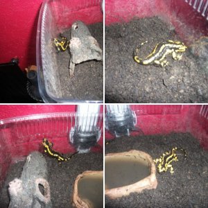 Not Eating Fire Salamanders