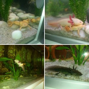My little aquarium