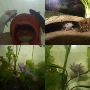 My axolotls