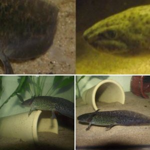 Sick axolotls