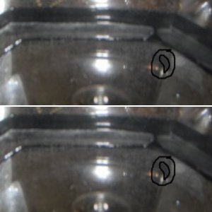 Axolotl eggs and larvae